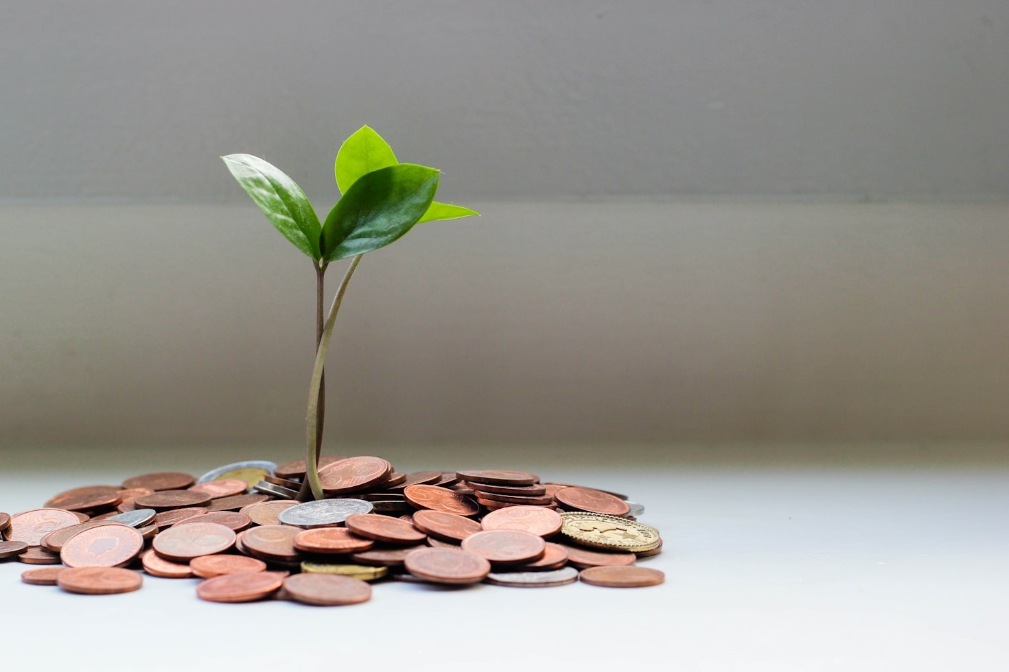 A tiny seedling growing into a massive tree, symbolizing habits that make you rich compounding over time